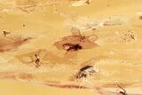 Fossil Flies (Diptera) and a Beetle (Coleoptera) In Baltic Amber #284554-1